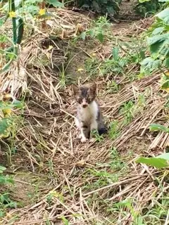 足を引きずり現れた子猫は骨盤骨折→診察結果は「一生、薬が必要」　絶望を乗り越え、豪快に育った10年の軌跡に胸が熱くなる