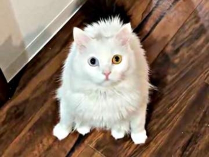 「なんなのこの座り方（笑）」猫の摩訶不思議なポーズに1.4万いいね　「トトロいた」「かわいすぎやしないか？！」「どすこい」