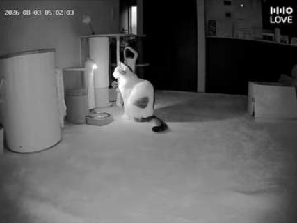 「君は何をしてるの？」朝5時、自動給餌器の前でじっと座り込む猫　ご飯は残っているのに…「自動給餌器もプレッシャー感じてそう」