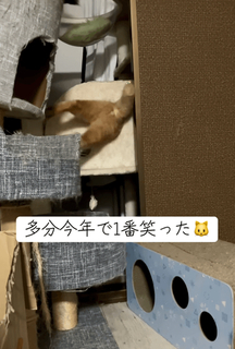 「夏前は通れたのに！」愛猫がキャットタワーの入口につっかえジタバタ　ぷりぷりお尻の動画が83万回再生「プーさんでみたことある」