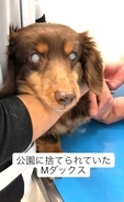 公園でさまよっていた目の見えない犬を保護、家族として最期まで……「心を開いてくれた瞬間」に震えた