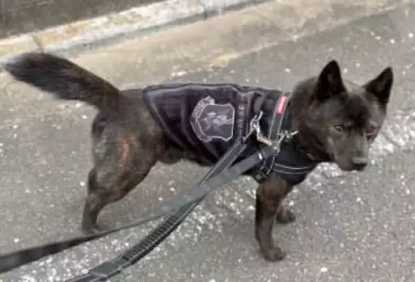 愛犬に襲いかかった「ノーリードの犬2頭」の外国人飼い主に唖然…「ワカラナイ、デンワナイ」で逃げ切ろうとする相手にどう対応する？