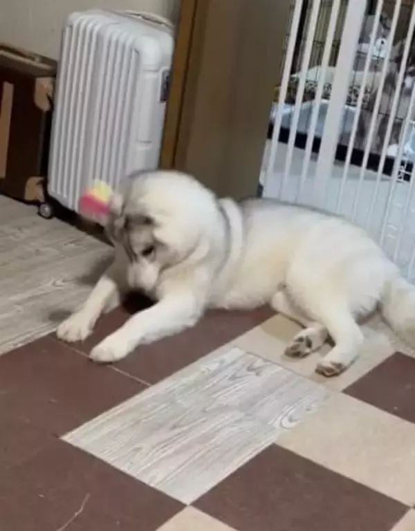 ボール遊びをする犬さんに爆笑「おっとりしてる」「動きが漫画みたいで笑った」
