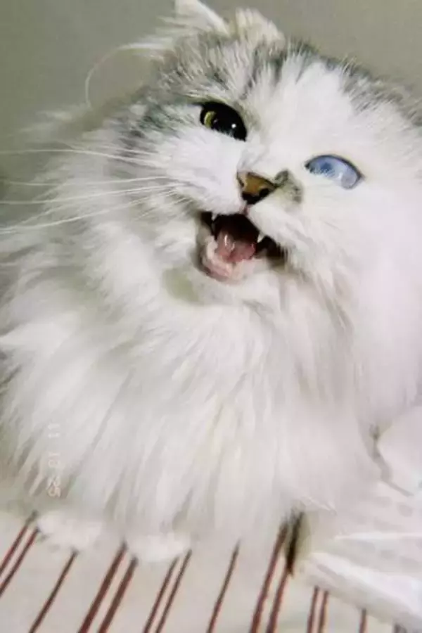 左目が白く“売れない”とされた子猫　ケージに戻るのを嫌がった姿に心動き、お迎えを決意「どんな見た目の子でもよかった」