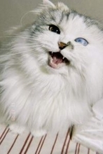 左目が白く“売れない”とされた子猫　ケージに戻るのを嫌がった姿に心動き、お迎えを決意「どんな見た目の子でもよかった」