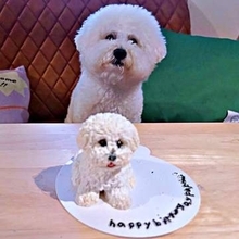 自分そっくりのケーキを前に固まった犬「本当に食べていいの？」　2歳の誕生日の反応がかわいすぎ「いい子なんだろうな」