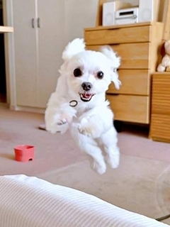 おかえりー！愛犬が耳をなびかせて豪快ジャンプでお出迎え　「かわいすぎる躍動感」「棒高跳びの選手みたい」「たまらなく愛おしい」