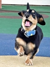 「置いてかないでぇ！」必死に追いかけるダックスの“全力すぎる顔”に3.5万いいね　「愛おしすぎて無理」「いい表情」「一生幸せであれ」