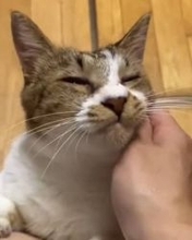 食欲も元気もあった愛猫が数日で500g減　再検査で判明した難病「肝アミロイドーシス」…診断からわずか1週間で天国へ