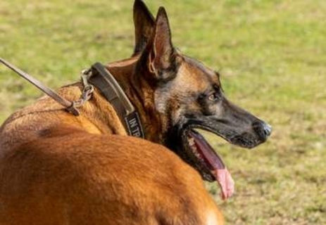 自衛隊の警備犬シェパード、ハンドラーの手洗いで泡だらけ♡至福のひととき大あくび、ドライヤーでモフモフ復活「じっとしててお利口！」