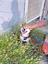いつもはおすまし顔の柴犬が、じいじに撫でられてニコッ　散歩中のひとコマに「うれしそう」「すっごい笑顔」「やばぁい♡ かわいさ」