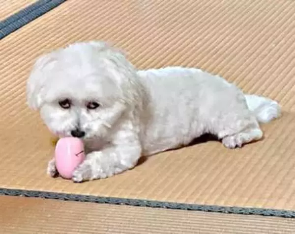 「目つきヤバすぎ」！大好きなおもちゃを取られたくない犬のすごい顔　上目遣いの“あげないよ？”に「かわいすぎ」「笑ってしまった」