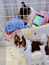 「ママー！」愛犬が必死に呼ぶので見に行くと…？ ケージの中でくつろぐ2歳娘と困り顔のチワワに1.1万いいね