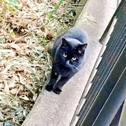 竹やぶへ消えた黒猫　「このままでは危ない」と公園に通い保護　物音におびえた猫が愛情に穏やかな日々を迎えるまで
