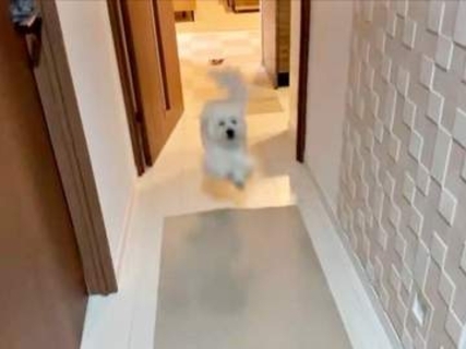 犬、帰宅した飼い主へ一直線！「これがあるから毎日頑張れてる」　笑顔でぴょんぴょん跳ねる姿「最高のお出迎え」
