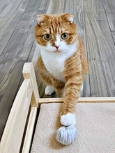「毛糸玉、見つけといてね」猫に声をかけた結果…　まさかの展開に「日本語わかってる？」「お利口さん」「ちゃんと理解してるおめめ」