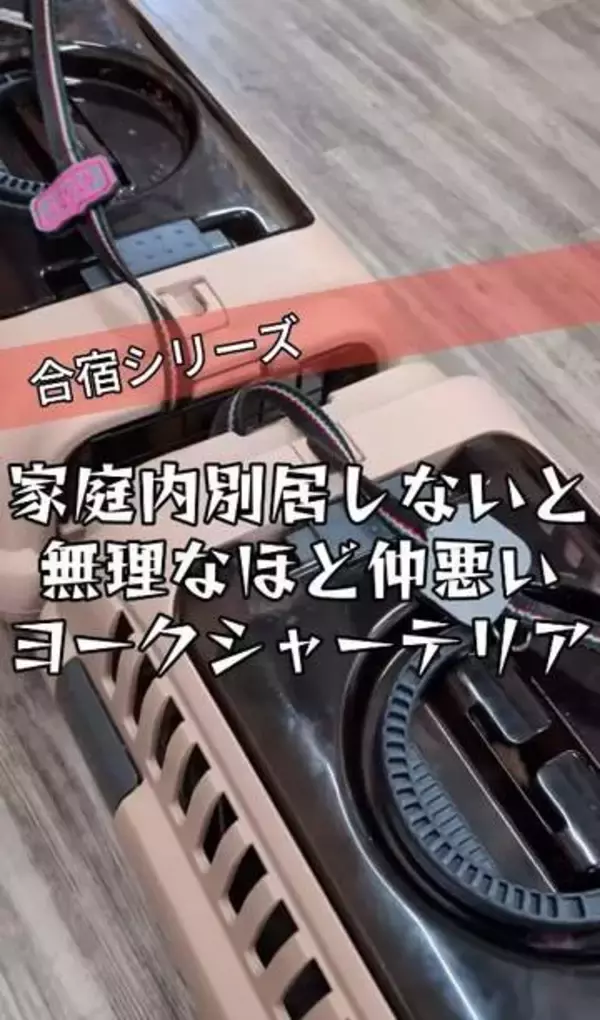 「世の中で一番嫌い」顔を合わせば、本気で噛み合う保護犬2匹　“怖い”ものの前では、態度がガラリ…人間だけじゃない「敵の敵は味方」
