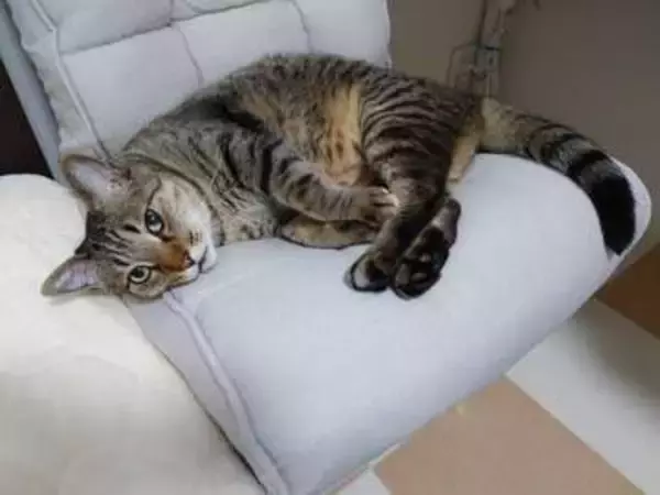 「「ボンはもう私自身」車のエンジンルームから救出された子猫と暮らして7年　療養中も寄り添った愛猫との絆」の画像