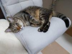 「ボンはもう私自身」車のエンジンルームから救出された子猫と暮らして7年　療養中も寄り添った愛猫との絆