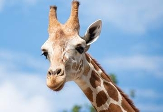 「可愛すぎ」「破壊力えぐい」キリンの上目遣いにメロメロ　福山市立動物園が動画公開