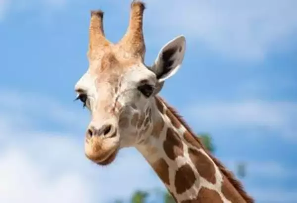 「可愛すぎ」「破壊力えぐい」キリンの上目遣いにメロメロ　福山市立動物園が動画公開