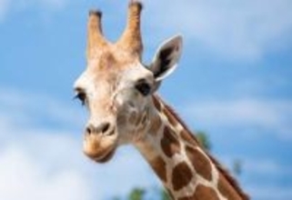 「可愛すぎ」「破壊力えぐい」キリンの上目遣いにメロメロ　福山市立動物園が動画公開