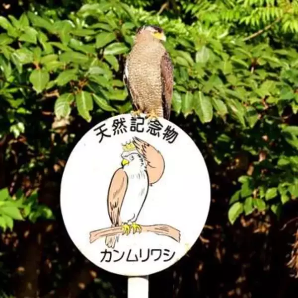 天然記念物の標識にまさかの“ご本人”「自己紹介してくれてありがとう」　奇跡の瞬間に「凄いタイミング」反響12万いいね