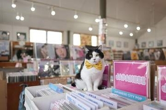 愛猫を突然亡くした悲しみを溶かしてくれたのは「飼ってください」とやってきたハチワレの親子猫だった　音楽好きに愛される看板猫親子が迎えてくれるレコードショップ