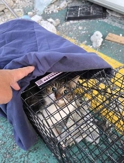 熊本地震から1か月超、倒壊したビルに取り残された猫を救出　“猫版DMAT”で連携プレー