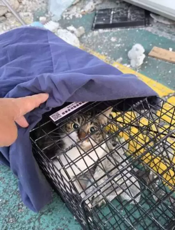 熊本地震から1か月超、倒壊したビルに取り残された猫を救出　“猫版DMAT”で連携プレー
