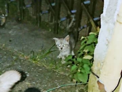 悲しみに沈む日々の中…出会った生後2カ月の子猫　保護した初めての猫で人生がガラリ「財布の紐がゆるくなった」