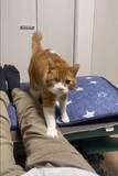 「甘えたいニャン！　片目の猫が飼い主に近づこうと…思わぬハプニング！　へこたれない姿に「愛おしい」「元気もらえる」」の画像1