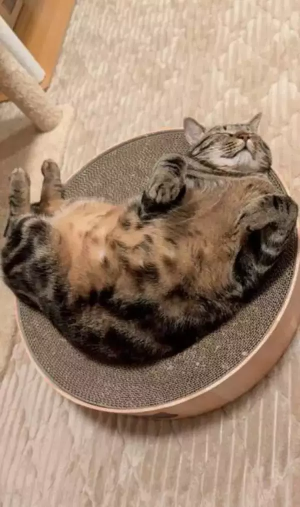 「この子がいない生活は考えられません」ガリガリに痩せこけた子猫が駐車場でスリスリ…保護から1年後の“安心した姿”が尊い！