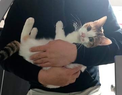 猫を保護して、毎日飲んでた「育毛薬」やめたら………男性に変化が！？　「これが愛じゃなくて何だと」