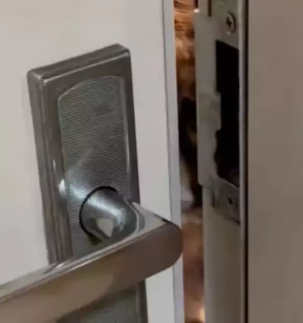 「怖い…」ドアの隙間から見てくる「ストーカー」まさかの正体とは？小さな頃はチヤホヤされ、大きくなって捨てられた…悲しい過去と愛に包まれた今