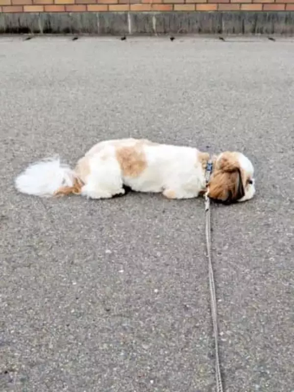 散歩中に、遊んで欲しいポーズ！→なのに、気づいてもらえない犬　そのワケに「不器用」「不憫でかわいい」2.6万人悶絶