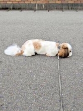 散歩中に、遊んで欲しいポーズ！→なのに、気づいてもらえない犬　そのワケに「不器用」「不憫でかわいい」2.6万人悶絶