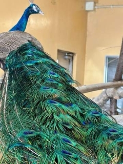 14歳メスのクジャクに……飾り羽があらわれて、飼育員が「あれ？」　加齢で華麗に「人間は年とったら髭が」「華美になるの羨ましい…」