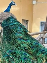 14歳メスのクジャクに……飾り羽があらわれて、飼育員が「あれ？」　加齢で華麗に「人間は年とったら髭が」「華美になるの羨ましい…」