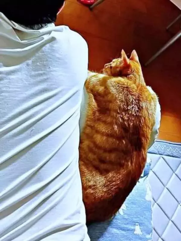 「うちの猫、背中たくましすぎないか？」父と並んだ猫の後ろ姿にSNS騒然　「筋トレしてる？」「すごく丈夫そう」「ハーランドかと」