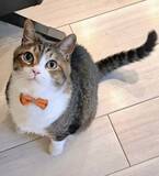 「玄関前から離れなかった猫　保護してみたら、脱水症状と原因不明の血尿が　命を紡がれ8年…いまや“人間好きな猫王子”に」の画像1