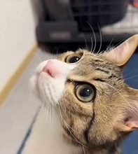 公園に遺棄された子猫を保護　相談相手もおらず不安な日々もSNSでの出会いに支えられ、“猫への恩返し”として始めた「こねこのがっこう」