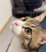 公園に遺棄された子猫を保護　相談相手もおらず不安な日々もSNSでの出会いに支えられ、“猫への恩返し”として始めた「こねこのがっこう」