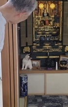実家に連れて帰った子猫　仏壇に乗ったり隙間に入ったり…その場から離れず　首をかしげて見つめる姿に「超かわいい」「ご先祖様も大歓迎」