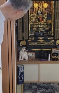 実家に連れて帰った子猫　仏壇に乗ったり隙間に入ったり…その場から離れず　首をかしげて見つめる姿に「超かわいい」「ご先祖様も大歓迎」