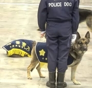 さすが「エリート犬」　式典でハプニング！異変に気づいた警察犬たちの反応がすごかった「リラックスしてたのに」