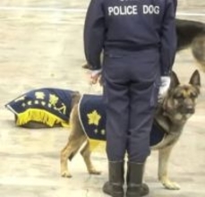 さすが「エリート犬」　式典でハプニング！異変に気づいた警察犬たちの反応がすごかった「リラックスしてたのに」