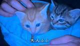 「「もう猫は飼わない」と決めていたのに…命日の夜、21歳息子が連れてきた2匹の子猫に心揺れる「ちっちゃ〜い」」の画像1
