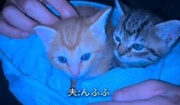 「もう猫は飼わない」と決めていたのに…命日の夜、21歳息子が連れてきた2匹の子猫に心揺れる「ちっちゃ〜い」