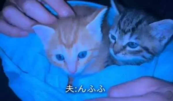 「もう猫は飼わない」と決めていたのに…命日の夜、21歳息子が連れてきた2匹の子猫に心揺れる「ちっちゃ〜い」